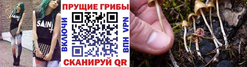 Галлюциногенные грибы мухоморы Купить где Грязи